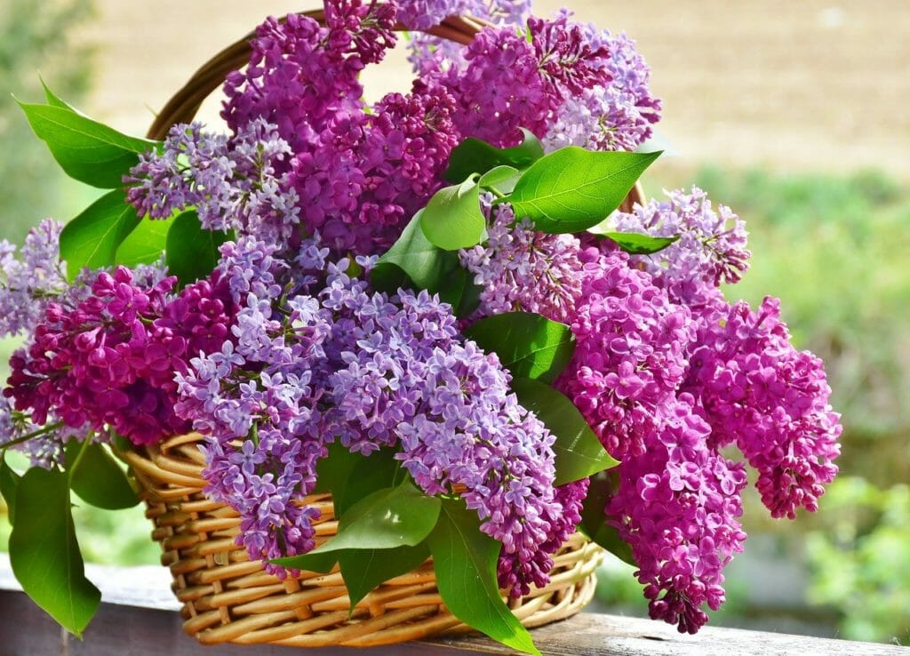 lilac, flower basket, flowers