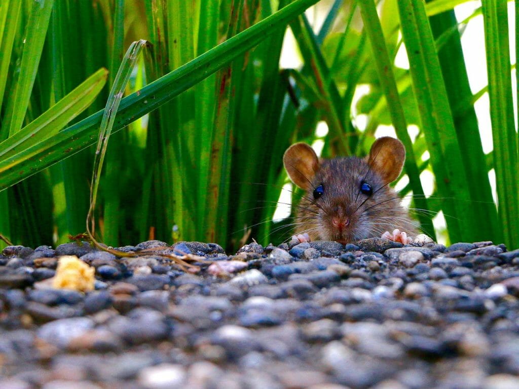 mammal, rat, eyes