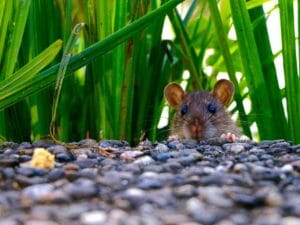 mammal, rat, eyes