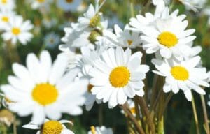 Margeriten überwintern - Tipps & Tricks