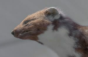 marten, fur, furry