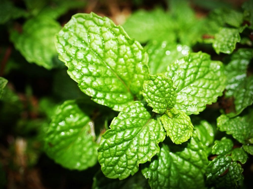 mint, leaf, menthol