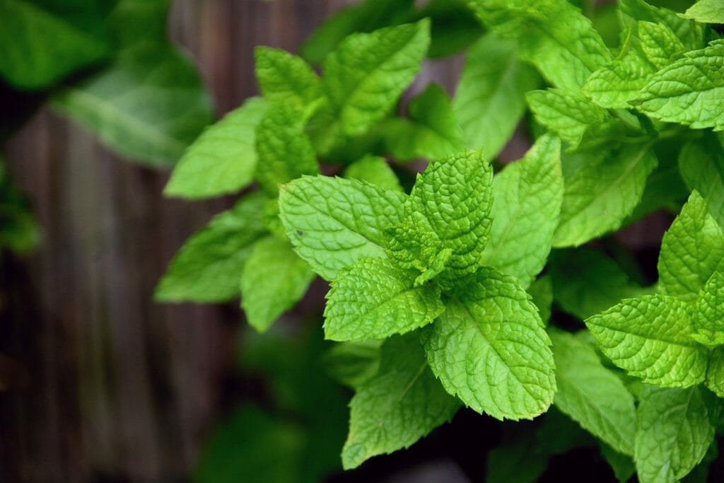 mint, peppermint, herbs