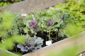 Mischkultur im Garten