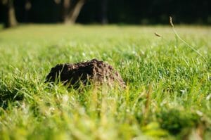 molehill, grass, mole