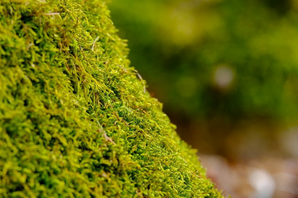 moss, nature, forest