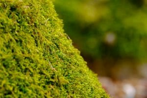 moss, nature, forest