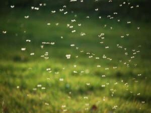 Mücken bekämpfen - Hilfreiche Tipps für Ihren Garten