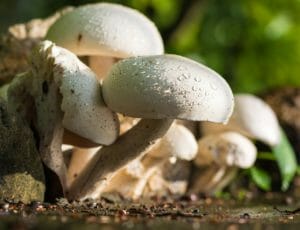 mushroom, nature, white
