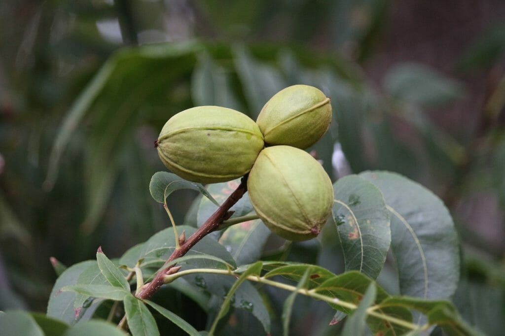nut, walnut, nogales