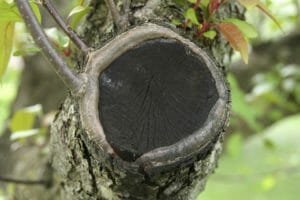 Obstbaumkrebs erkennen und behandeln