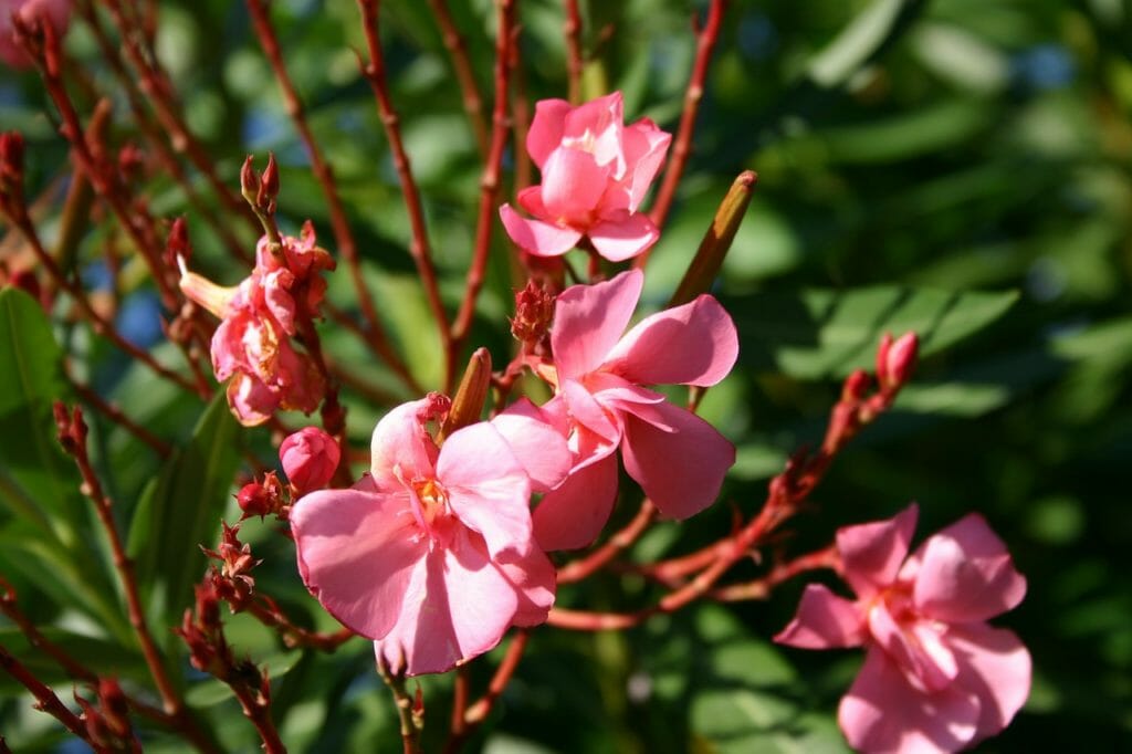 oleander, plant, flowers