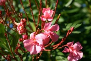 oleander, plant, flowers