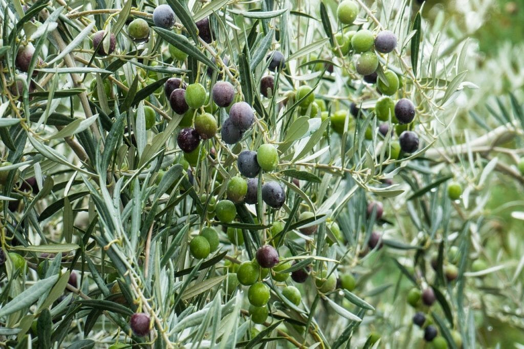 olive, green, olivas