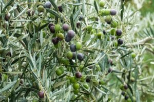 olive, green, olivas