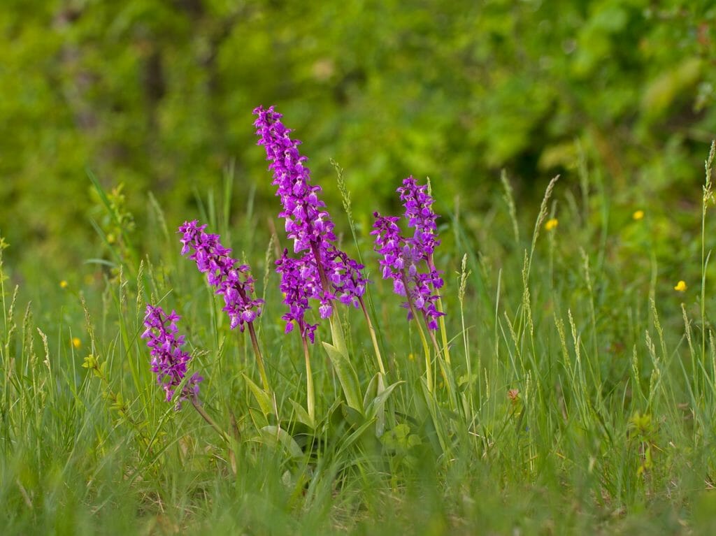 orchid, plant, flower