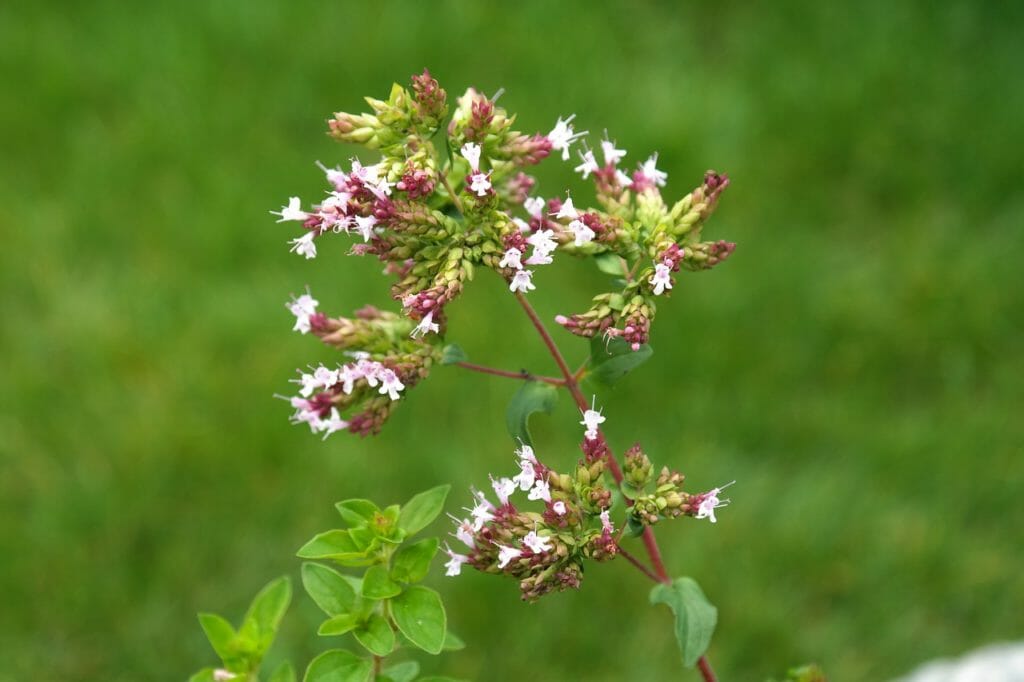 oregano, plant, blossom