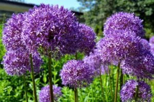 ornamental onion, early, violet