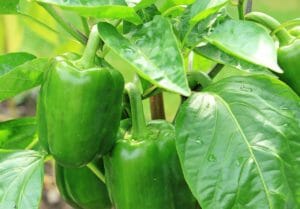 paprika, nachtschattengewächs, green peppers