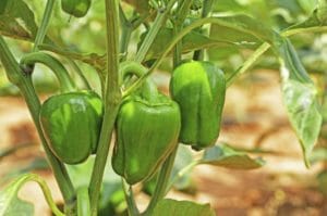 Paprika pflanzen