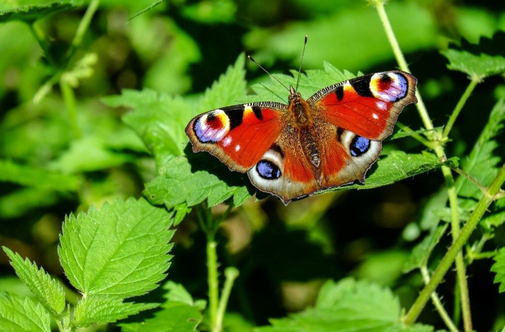 peacock butterfly, butterfly, leaves