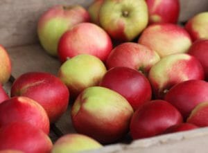 Äpfel lagern - Was es zu beachten gilt