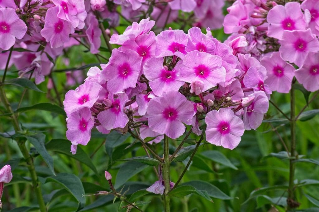 phlox, flame flowers, lock-up herb plants
