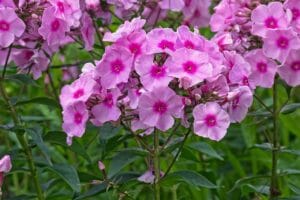 phlox, flame flowers, lock-up herb plants