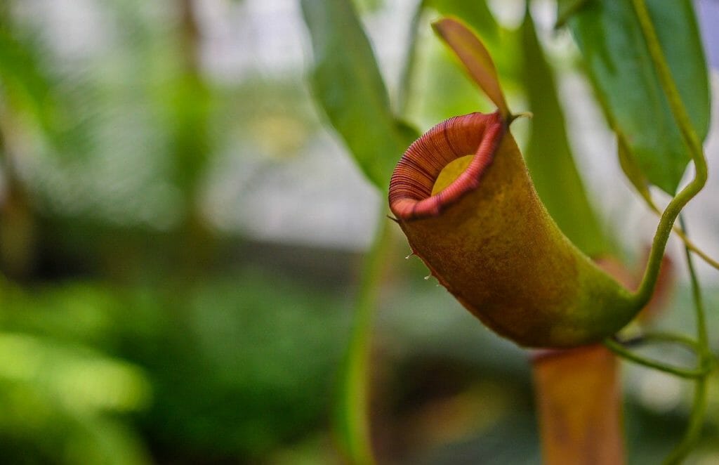 pitcher plant, plant, exotic
