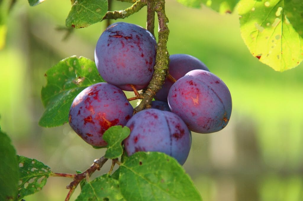 plums, ripe, fruit