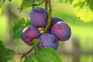 plums, ripe, fruit