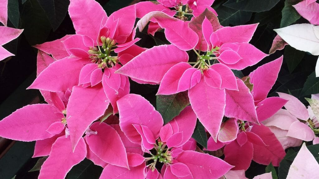 poinsettia, pink, plant