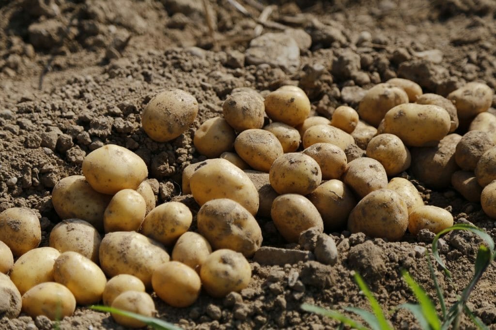 potato, agriculture, food