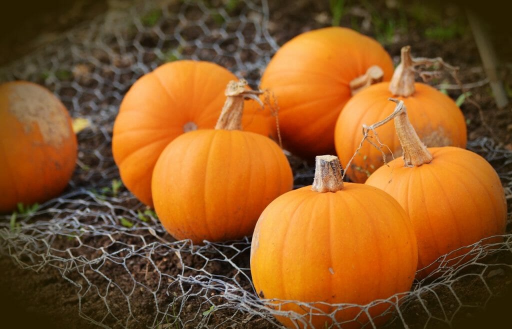 pumpkin, squash, autumn