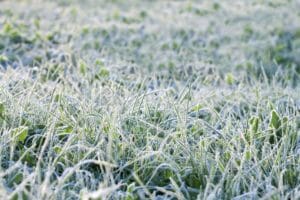 Rasen im Winter - Tipps und Tricks