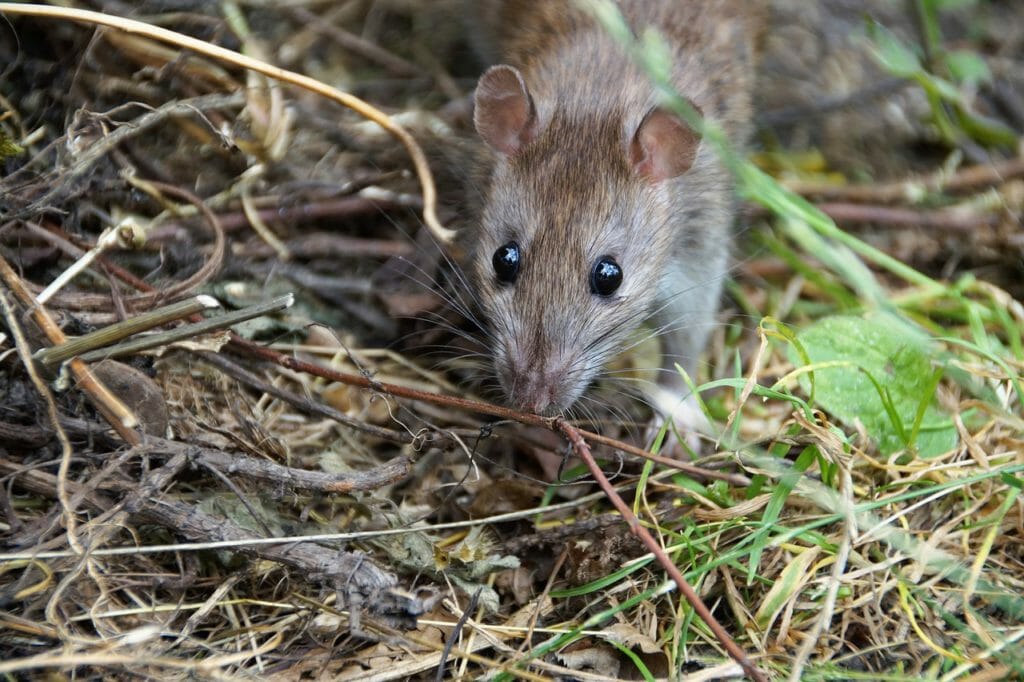 rat, mouse, rodent