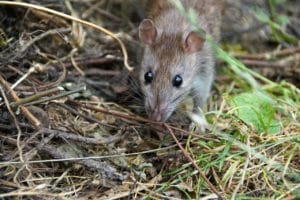 rat, mouse, rodent