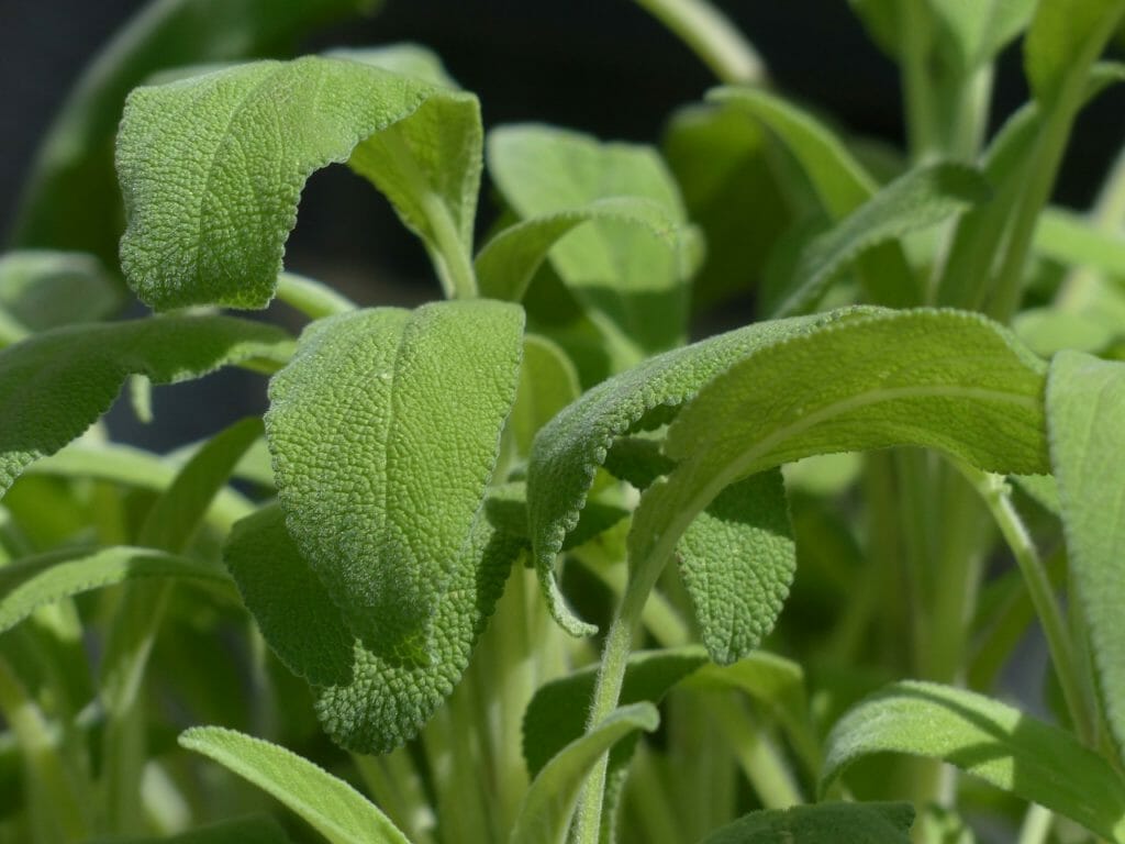 real sage, sage, leaves