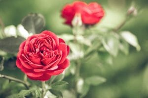 red, rose, flower