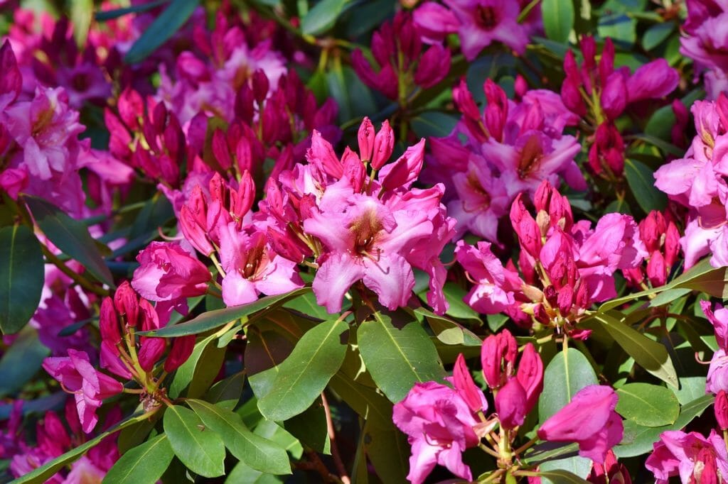rhododendron, rhododendron buds, rhododendron flower