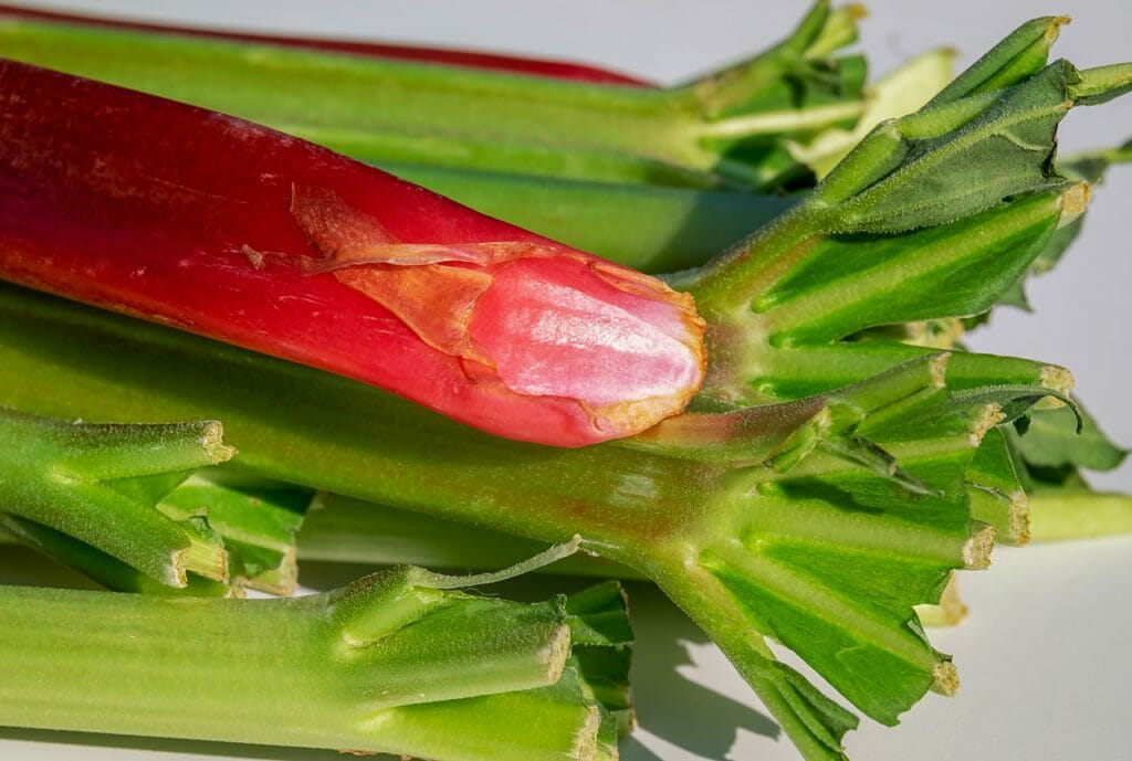 rhubarb, stalk, red