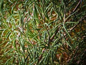 rosemary, plant, herbs