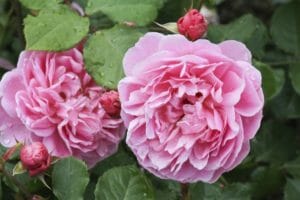 Rosen im Kübel pflanzen