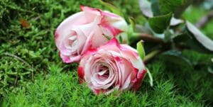 roses, flowers, petals