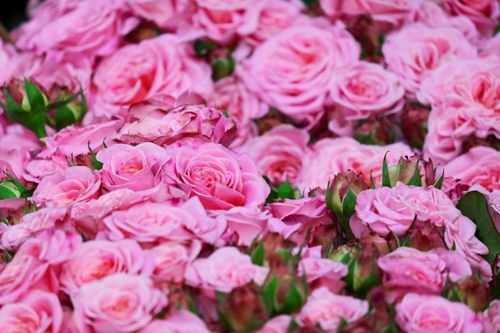 roses, pink roses, blossom
