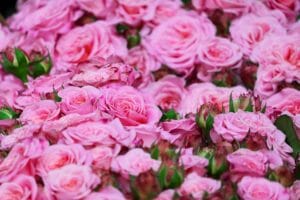 roses, pink roses, blossom