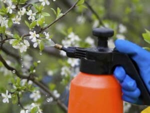 In Ihrem Garten Schildläuse bekämpfen