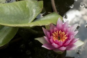 Seerose pflanzen