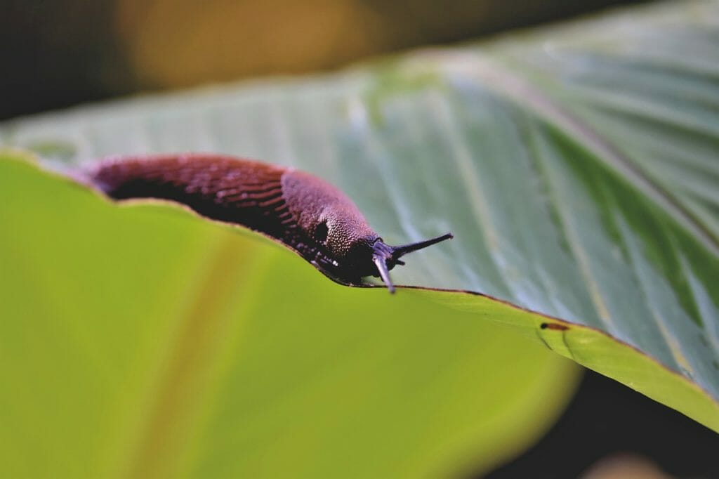 slug, snail, crawl