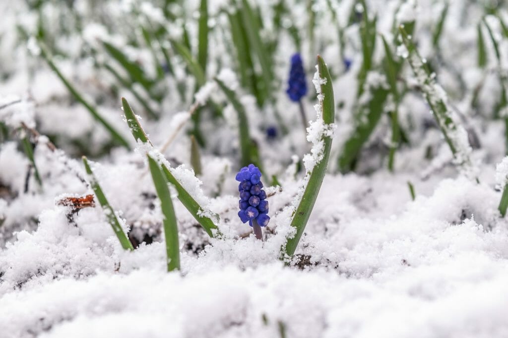 snow, flowers, nature